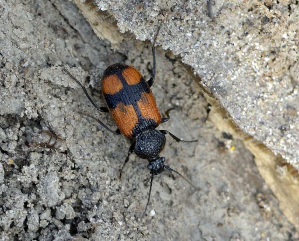 Panagaeus cruxmajor